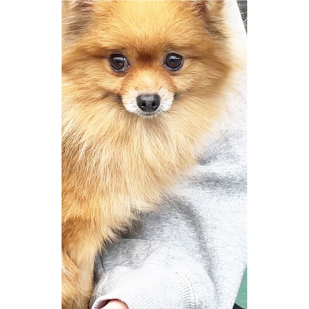 生徒が撮影したモデル犬♪②